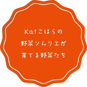 Kafこはらの野菜ソムリエが育てる野菜たち